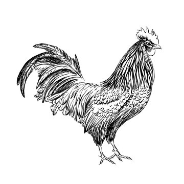 Rooster drawn in black ink on a white background. 