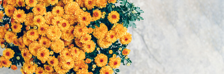 A bouquet of orange chrysanthemum flowers in pot with light background and copy space, banner size - obrazy, fototapety, plakaty