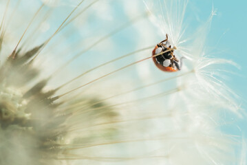 red ladybug on white dandelion. macro photo