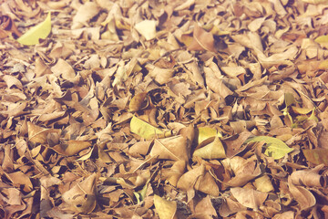 Falling Autumn Leaves Covered on Groud as Natural Background