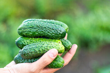 several fresh cucumbers in a hand of farmer Soft focus Copy space