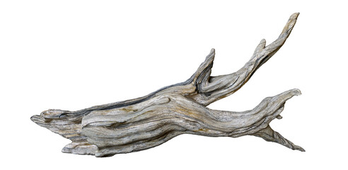 driftwood isolated on white background, aged branch - obrazy, fototapety, plakaty