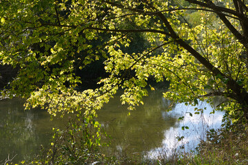 Frühherbst auf der Ile de Rhinau im Elsass