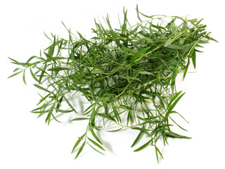 Fresh Tarragon Bundle isolated on white Background