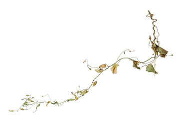 Dried stem of clambering plant with leaves and dried flowers on white background