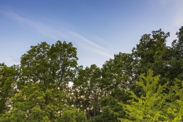 Gorgeous natural background showing green tree tops on blue sky.