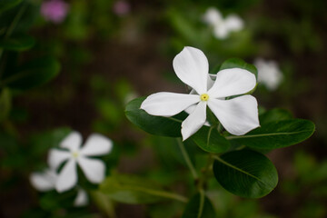 Periwinkle a common name vinca and periwinkle white flower
