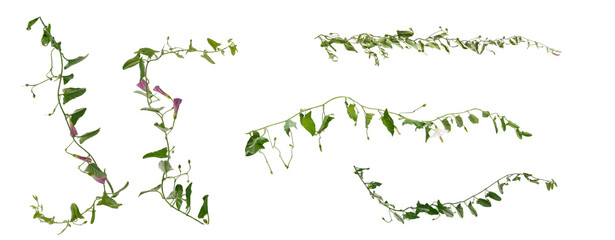 Few stems of bindweed with pink and white flowers and green leaves at various angles on white background