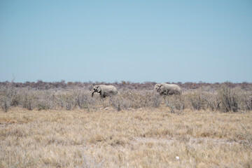 two elephants in Namibia