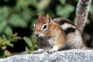 Golden-mantled Ground Squirrel (Callospermophilus lateralis), Grand Teton National Park
