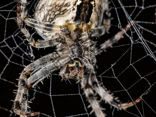 The spider sits on the web. Close-up. Macro