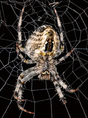 The spider sits on the web. Close-up. Macro