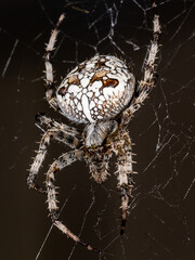 The spider sits on the web. Close-up. Macro
