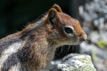 Golden-mantled Ground Squirrel (Callospermophilus lateralis), Grand Teton National Park