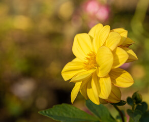 Dahlia flower, yellow, in the garden in the flowerbed.