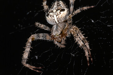 The spider sits on the web. Close-up. Macro