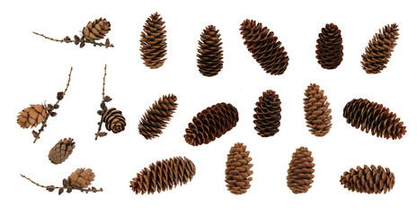 Many various fir and larch cones at various angles on white background - obrazy, fototapety, plakaty