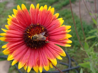 bee on a yellow flower