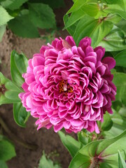 pink and white peony
