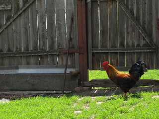 Cock