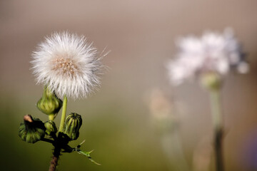 seed head