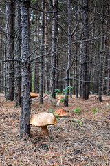 Large mushrooms with a brown cap grow among moss, grass, fallen needles in a clearing in the forest. Large edible mushrooms in a young pine forest. Small pine plantation.