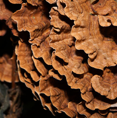 fungus close up in macro
