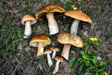 Cut edible mushrooms lie on the grass in the forest. Bend picking season. Useful natural products, mushrooms are a source of protein, vegetarianism.
