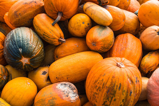 collection of different colors and shape pumpkins after harvest on ground. Pile pumpkins for sale at an open air farmers market for Oktoberfest. background of pumpkins for the halloween holiday