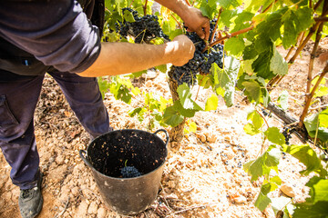 adult male worker collecting bunches of grapes in his basket for harvest in a vineyard