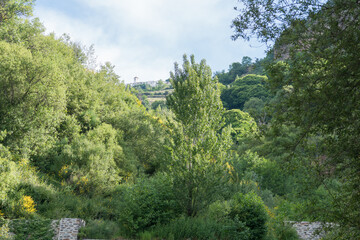 abundant vegetation in a mountainous area
