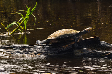 Fototapeta premium Tortuga selva