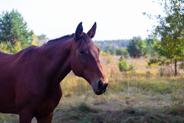 Portrait of a brown horse on a natural background close-up.