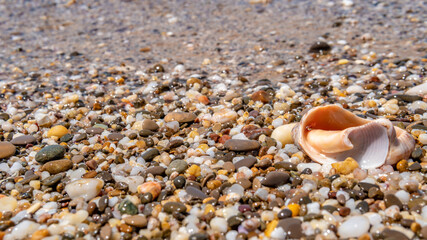 Beach with a sea shell, a lot of pebbles, summer in the sun on the sea