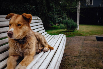 dog sitting on the bench