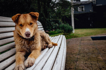 dog on the bench