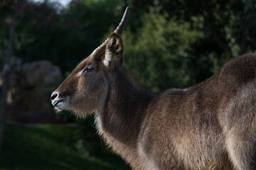 Fototapete bei efototapeten.de bestellen   