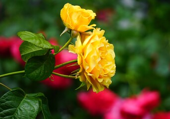 red and yellow roses