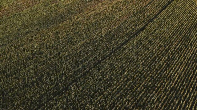 Aerial view of corn fields at sunset in Monferrato, Northern Italy.