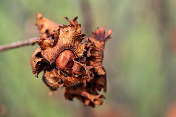 Hazelnut bush in fall