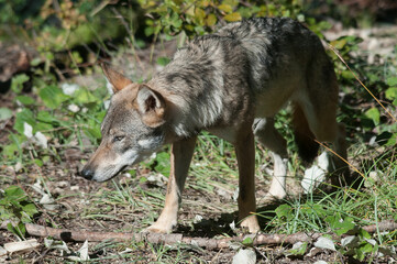 Obraz premium lupo italico