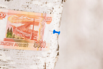 a banknote in denomination of 5000 Russian rubles is attached to a tree with buttons