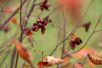 Hazelnut bush ready for harvest in fall