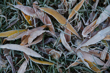 frost-covered autumn leaves