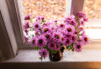 Astra Virgin or New Belgian plant with purple flowers blooming in autumn garden