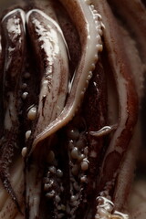 octopus tentacles close-up suckers in water