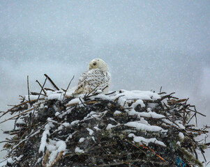 Snowy owl snuggling in snowstorm on empty osprey nest covered with snow