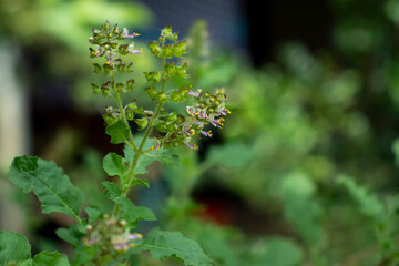 Basil leaves and flower