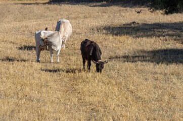 Grazing cows in the countryside