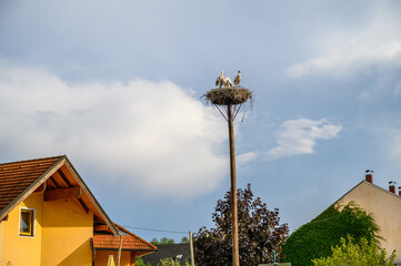 Three storks in nest on wooden column in Marchegg (AUSTRIA)